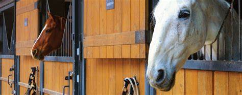 horse insurance in NZ